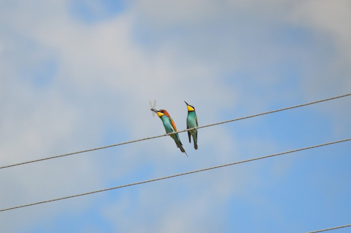 European Bee-eater - ML621100882