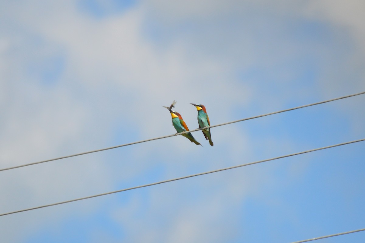 European Bee-eater - ML621100883