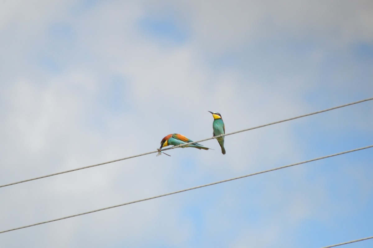 European Bee-eater - ML621100884