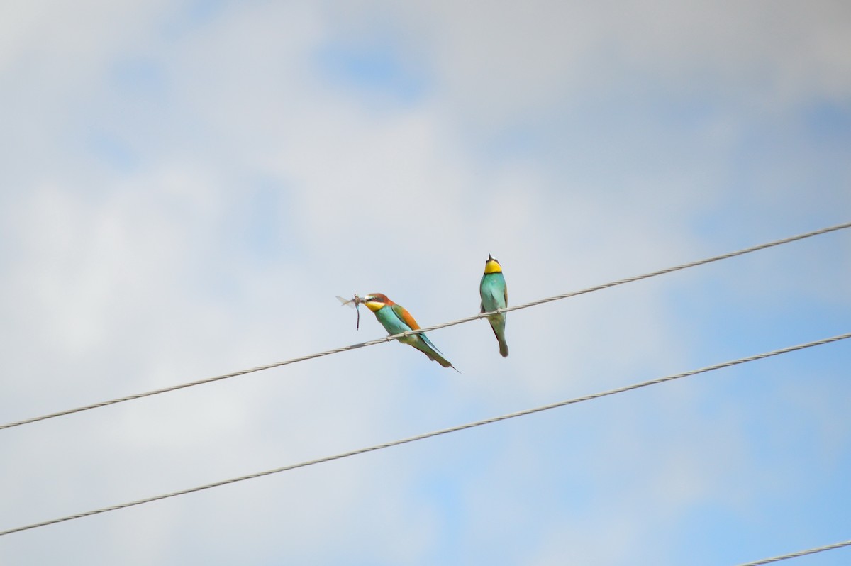 European Bee-eater - ML621100885