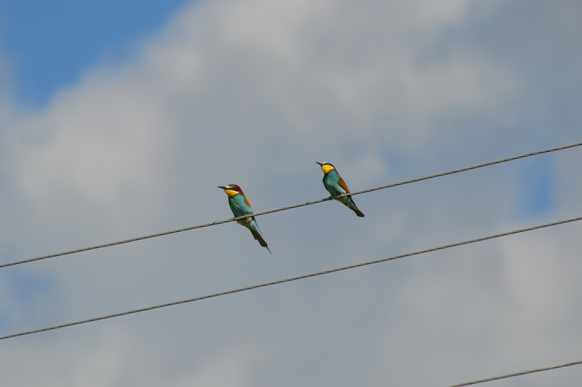 European Bee-eater - ML621100887