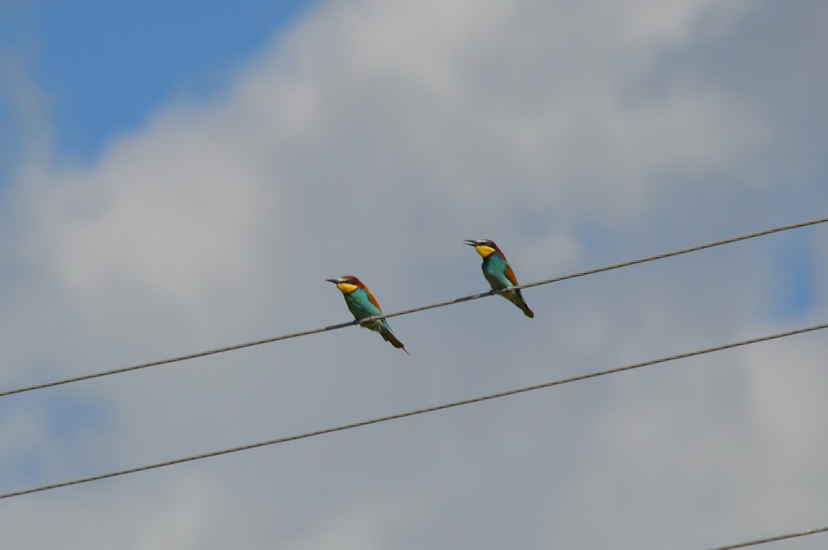 European Bee-eater - ML621100888