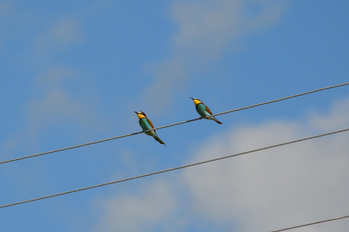 European Bee-eater - ML621100889