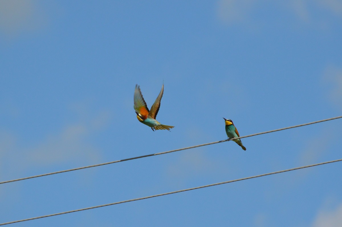 European Bee-eater - ML621100890