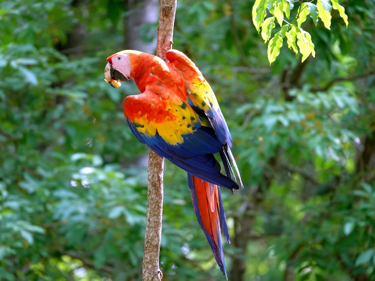 Scarlet Macaw - ML621100900
