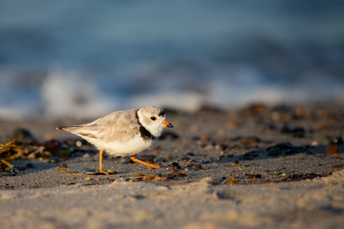 Piping Plover - ML621100907