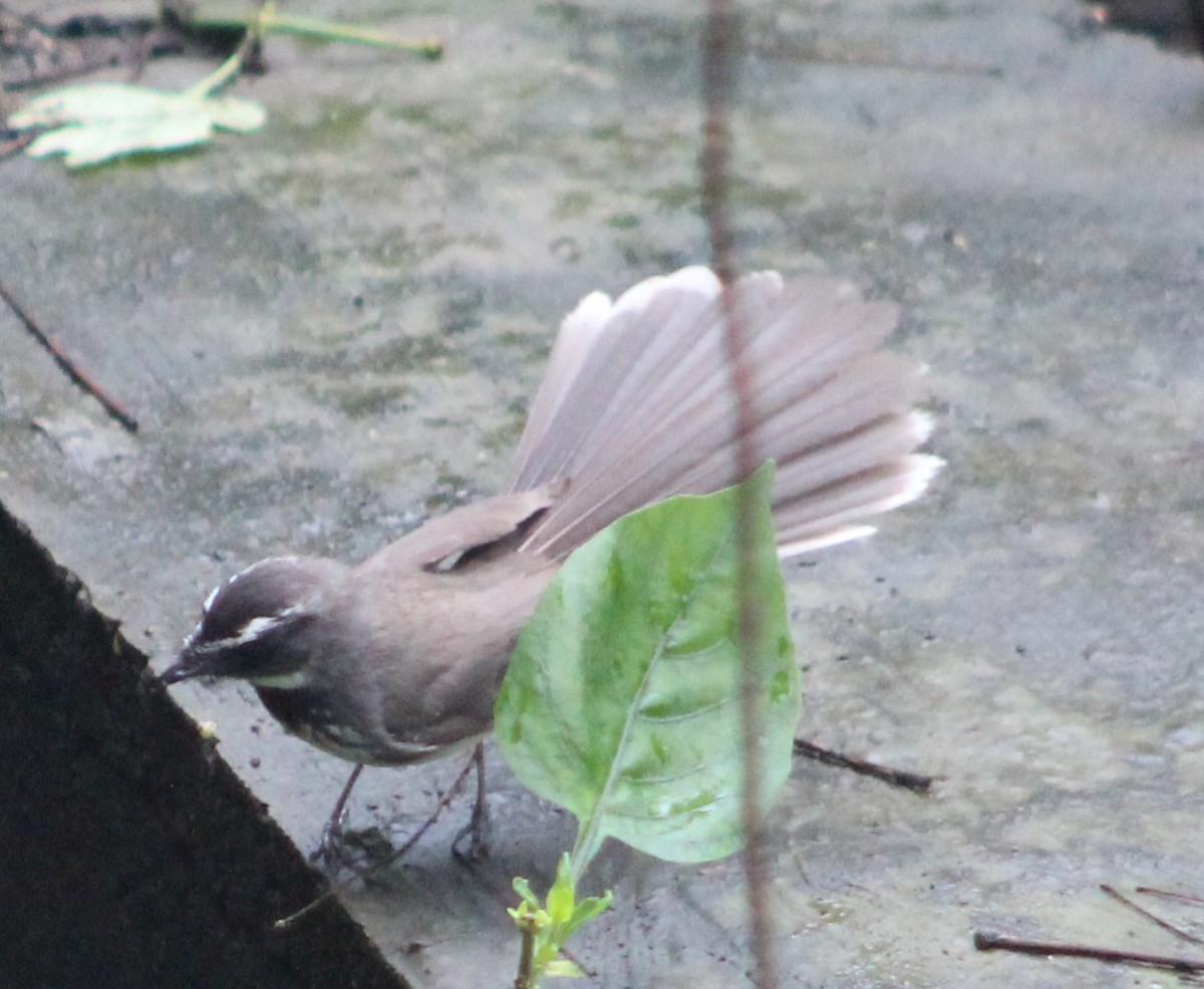 Spot-breasted Fantail - ML621100910