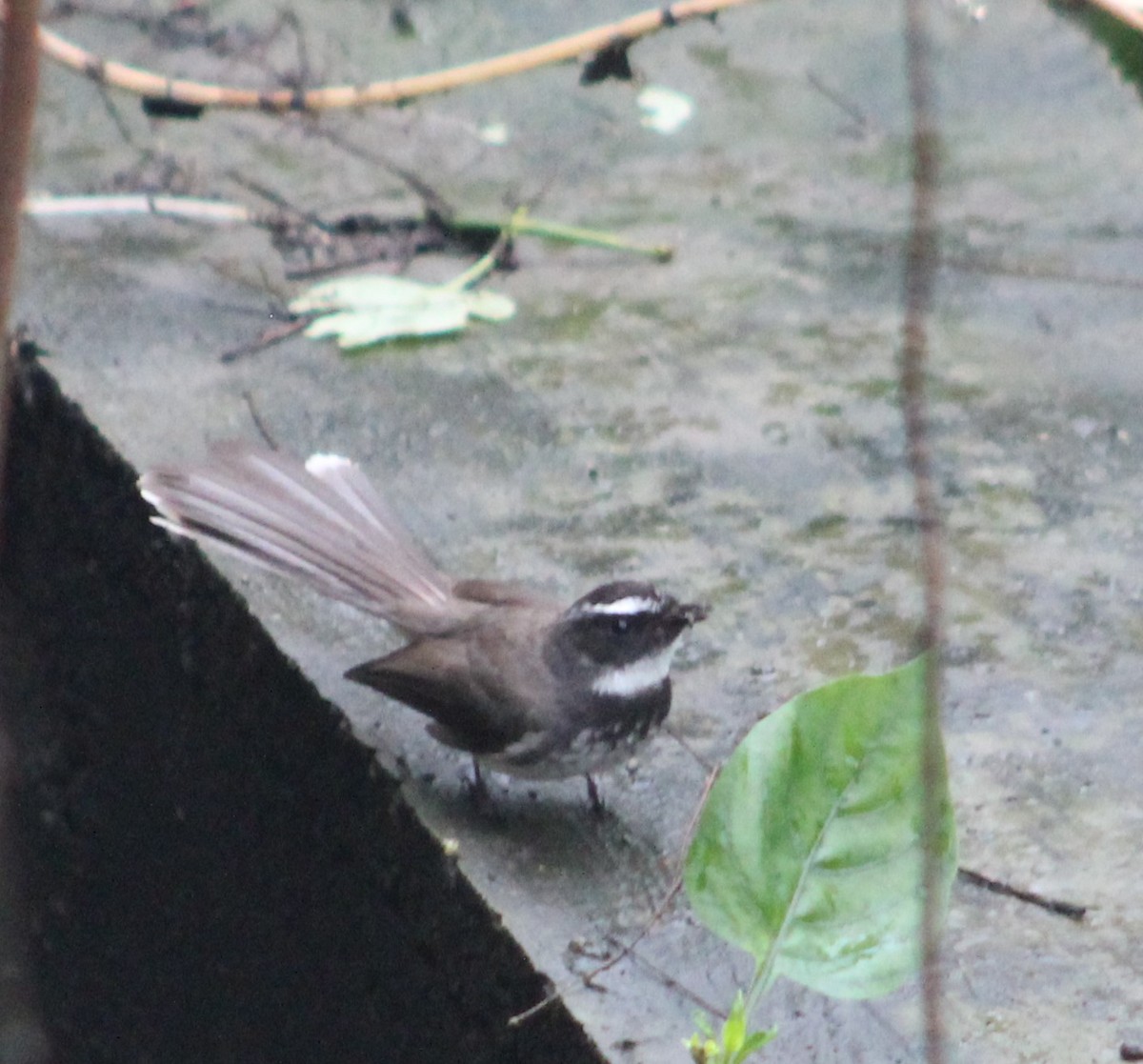 Spot-breasted Fantail - ML621100911