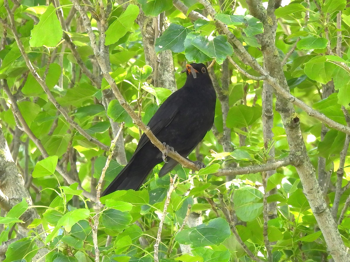 Eurasian Blackbird - ML621100939