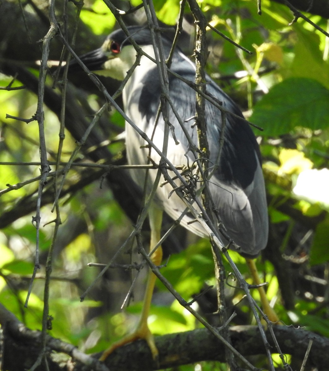 Black-crowned Night Heron - ML621100945