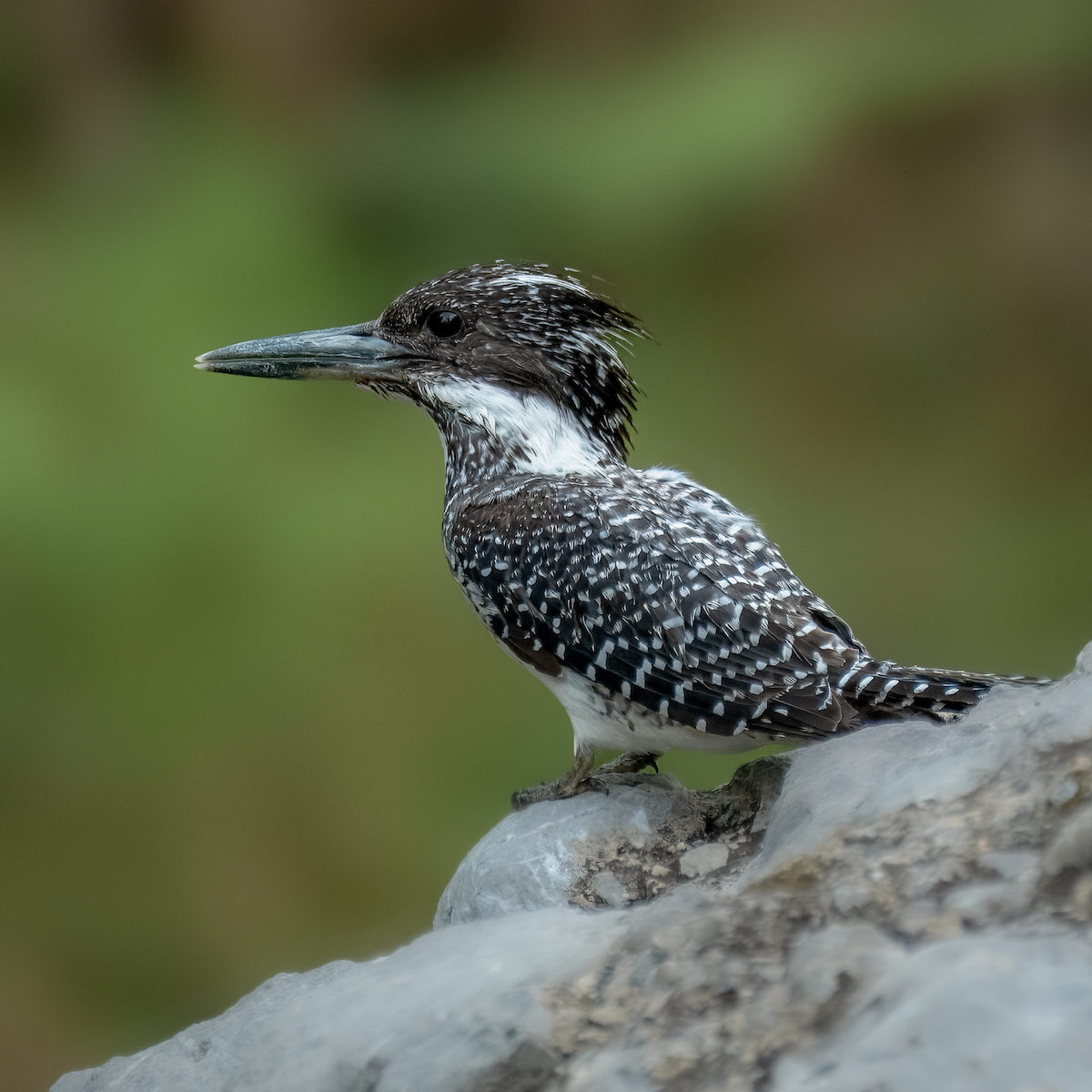 Crested Kingfisher - ML621100956