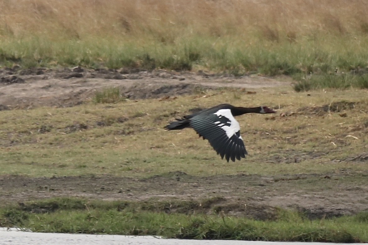 Spur-winged Goose - ML621100962