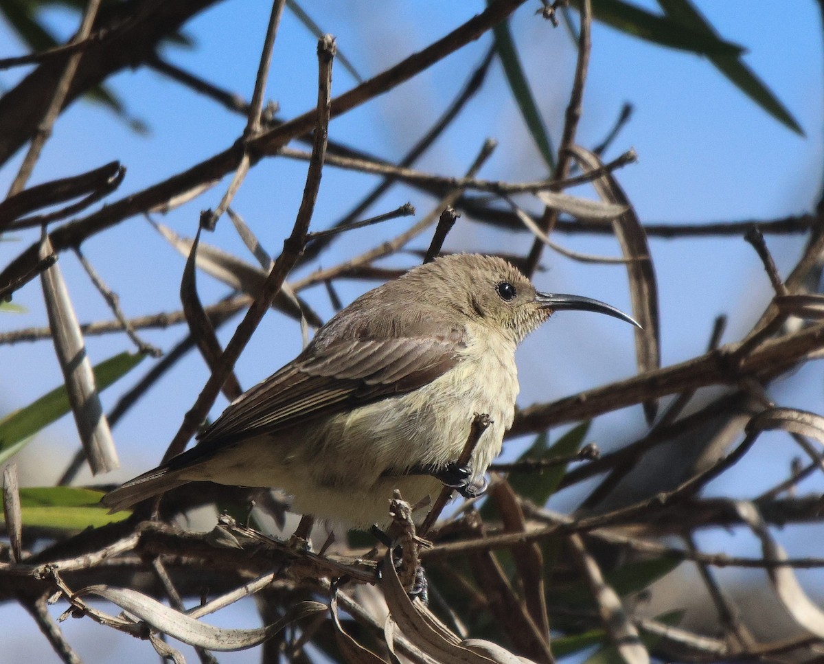 Eastern Miombo Sunbird - Frank Willems - Birding Zambia
