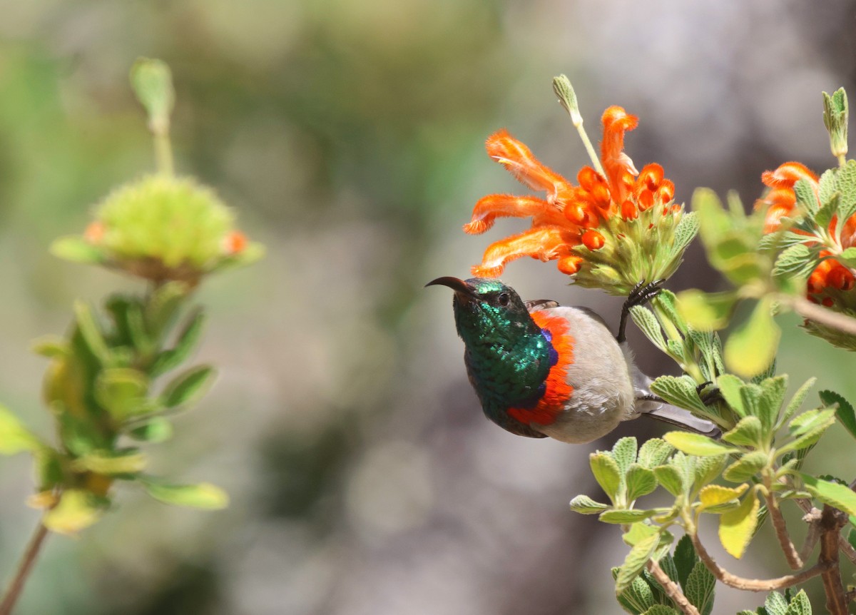 Eastern Miombo Sunbird - ML621101026