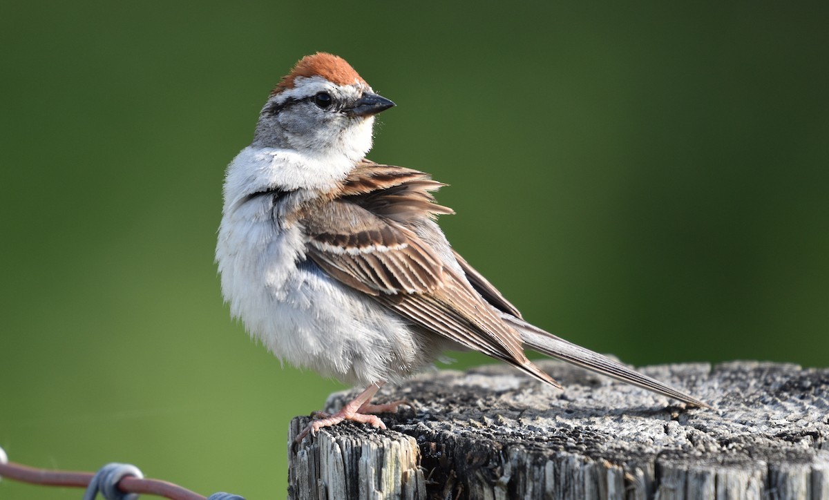 Chipping Sparrow - ML621101029