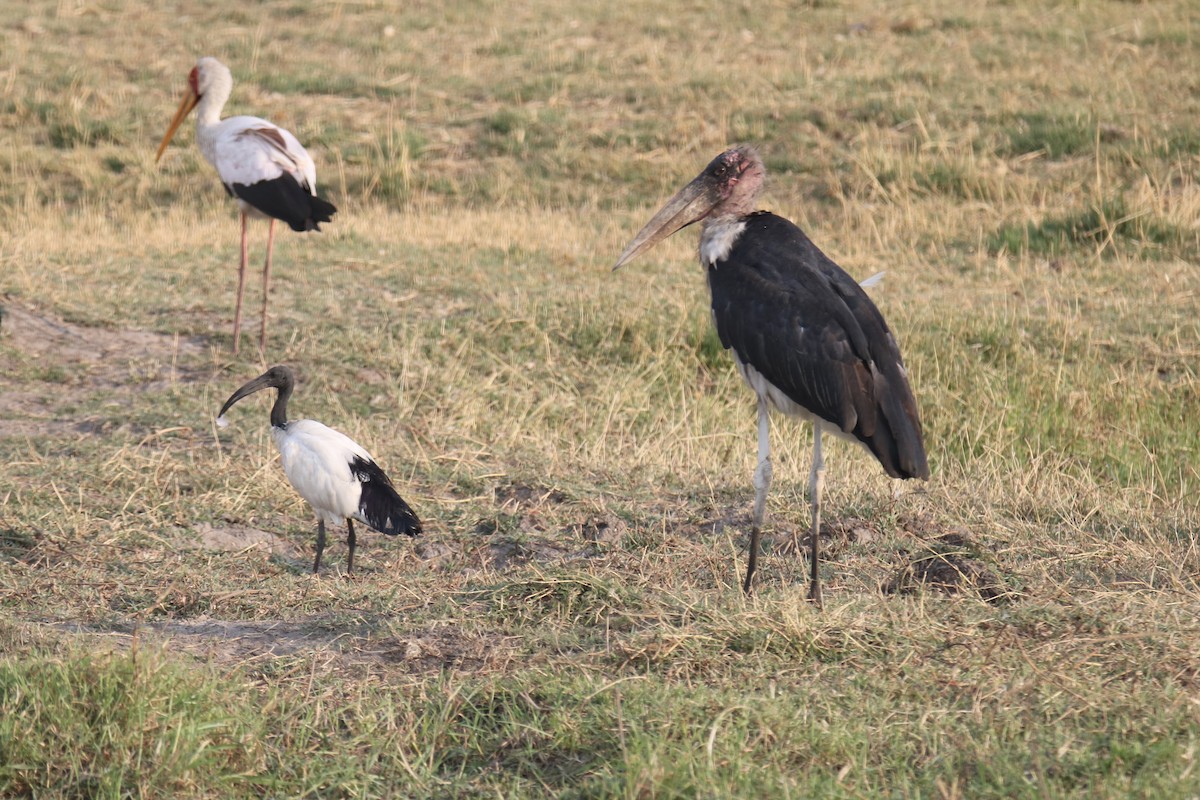 Tantale ibis - ML621101050