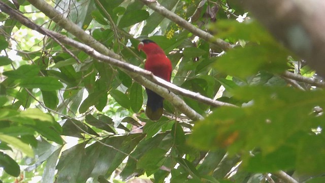 Purple-bellied Lory - ML621101059