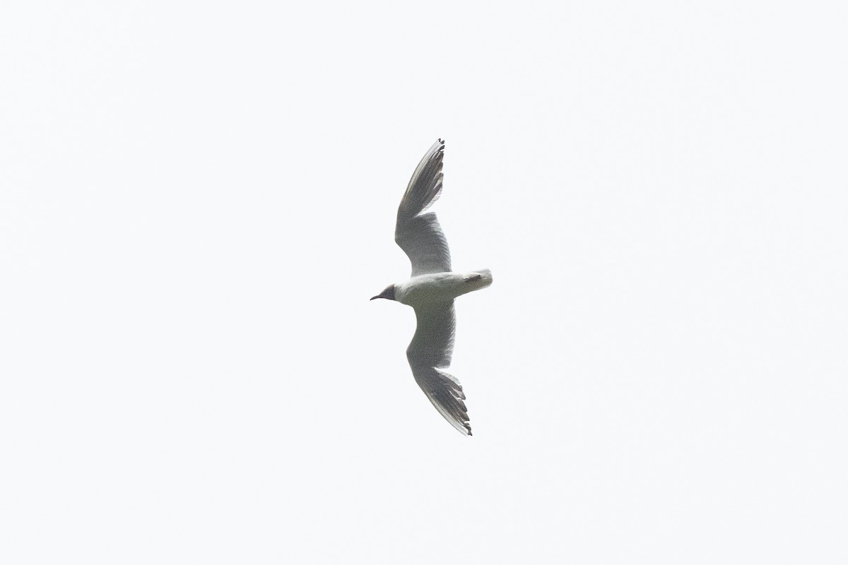 Mouette rieuse - ML621101068