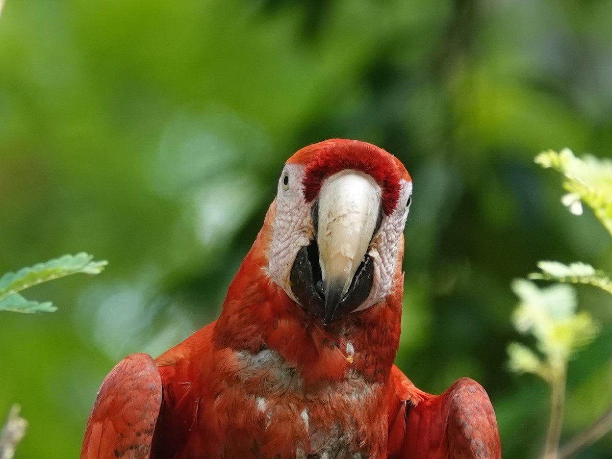 Scarlet Macaw - ML621101076