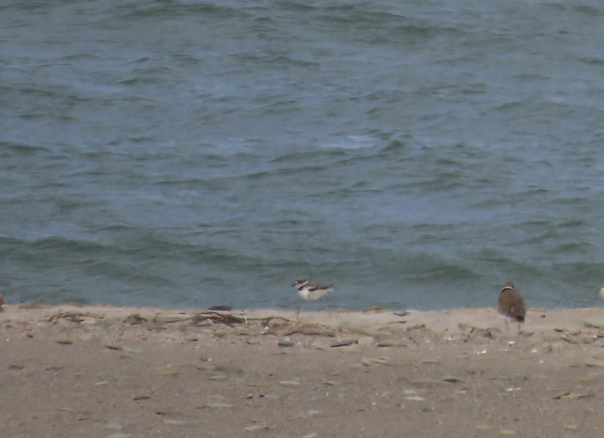 Piping Plover - ML621101093