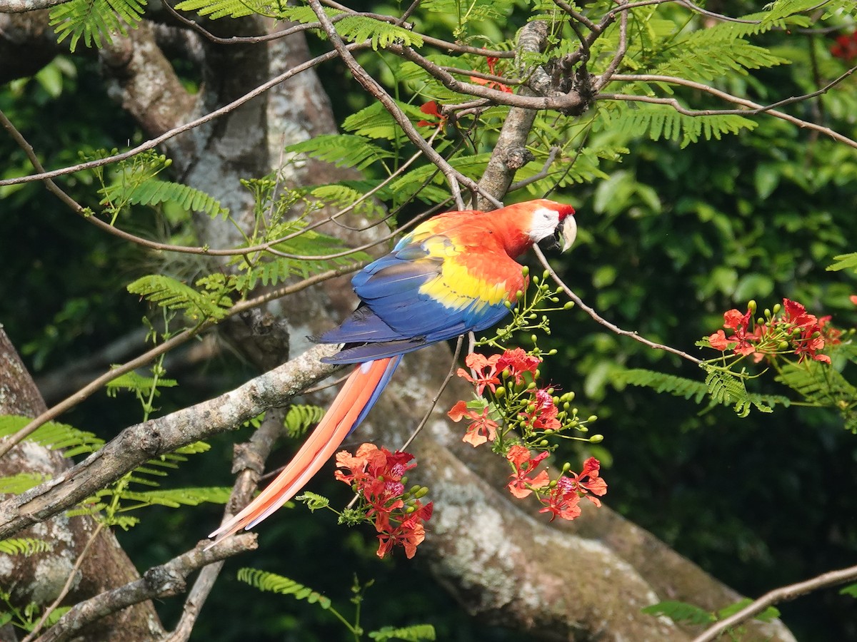 Scarlet Macaw - ML621101098