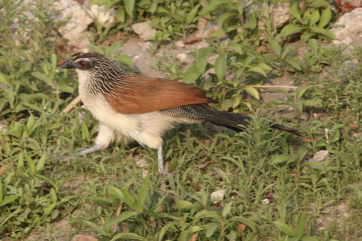 White-browed Coucal - ML621101109