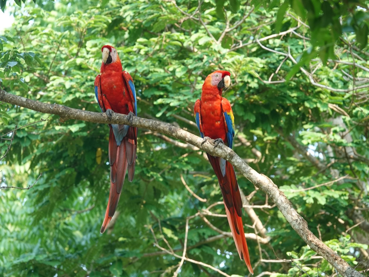 Scarlet Macaw - ML621101126