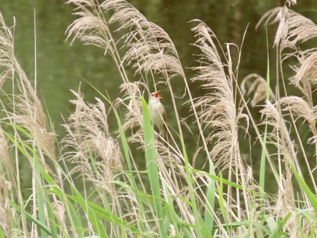 Great Reed Warbler - Nathan Petersen