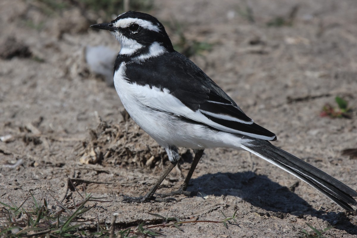 African Pied Wagtail - ML621101177