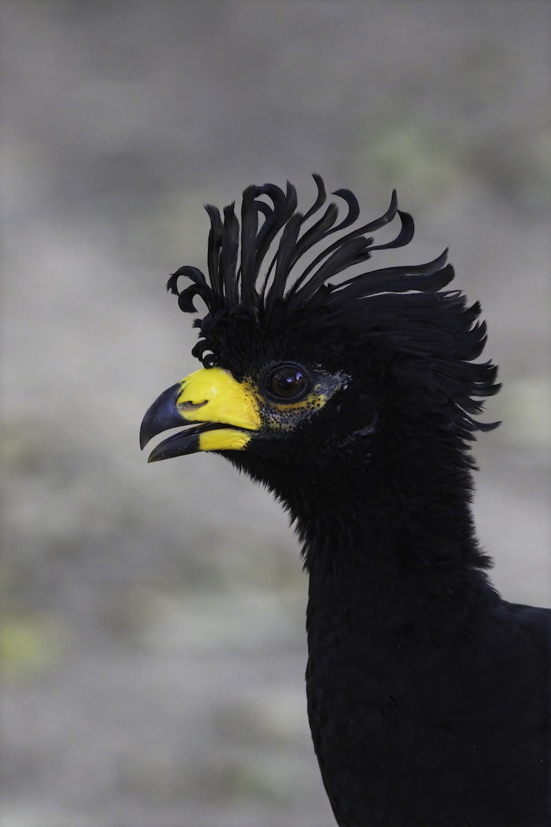 Bare-faced Curassow - ML621101179