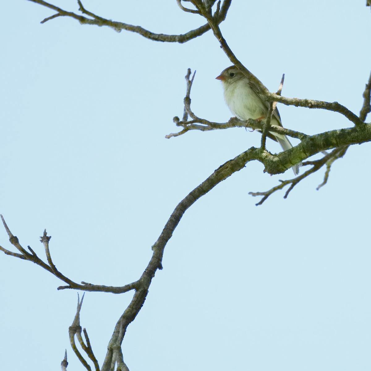 Field Sparrow - ML621101183