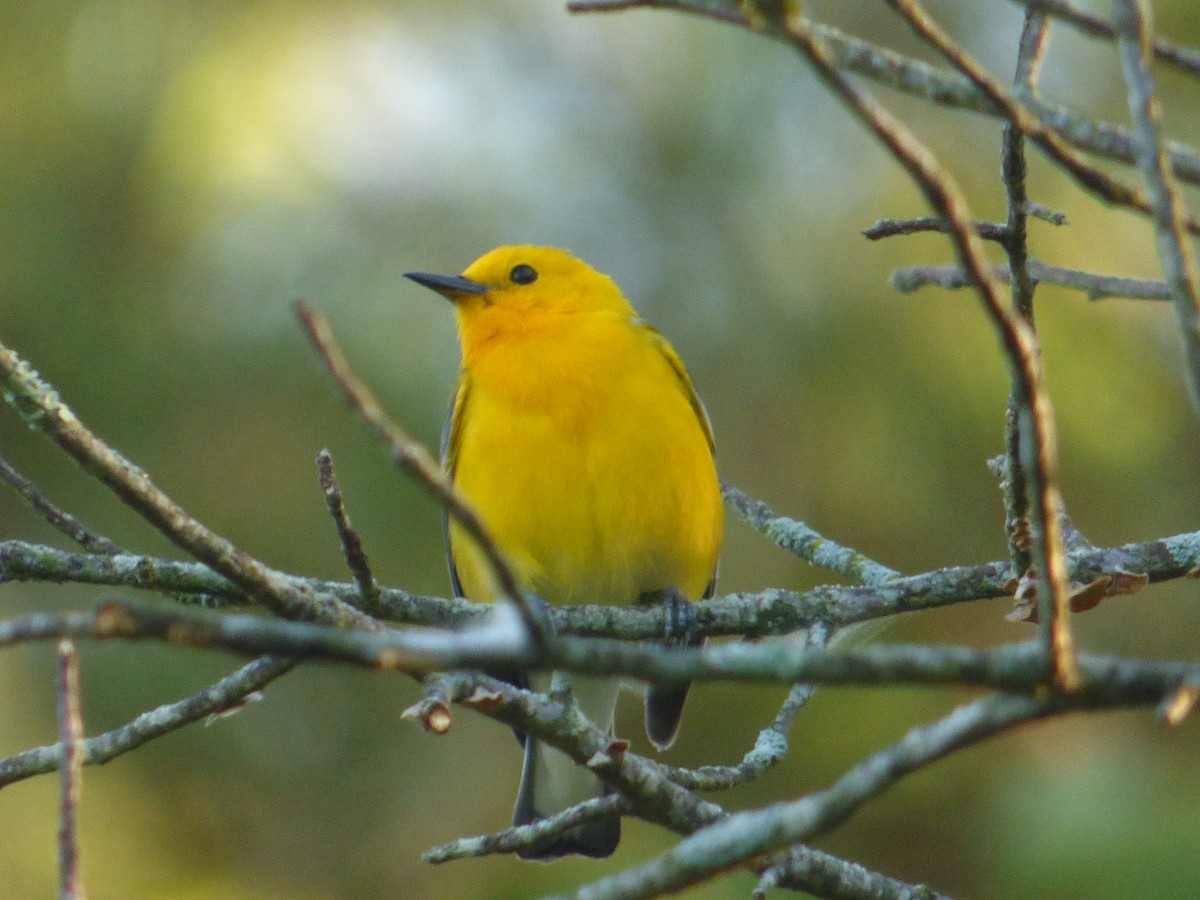 Prothonotary Warbler - ML621101196