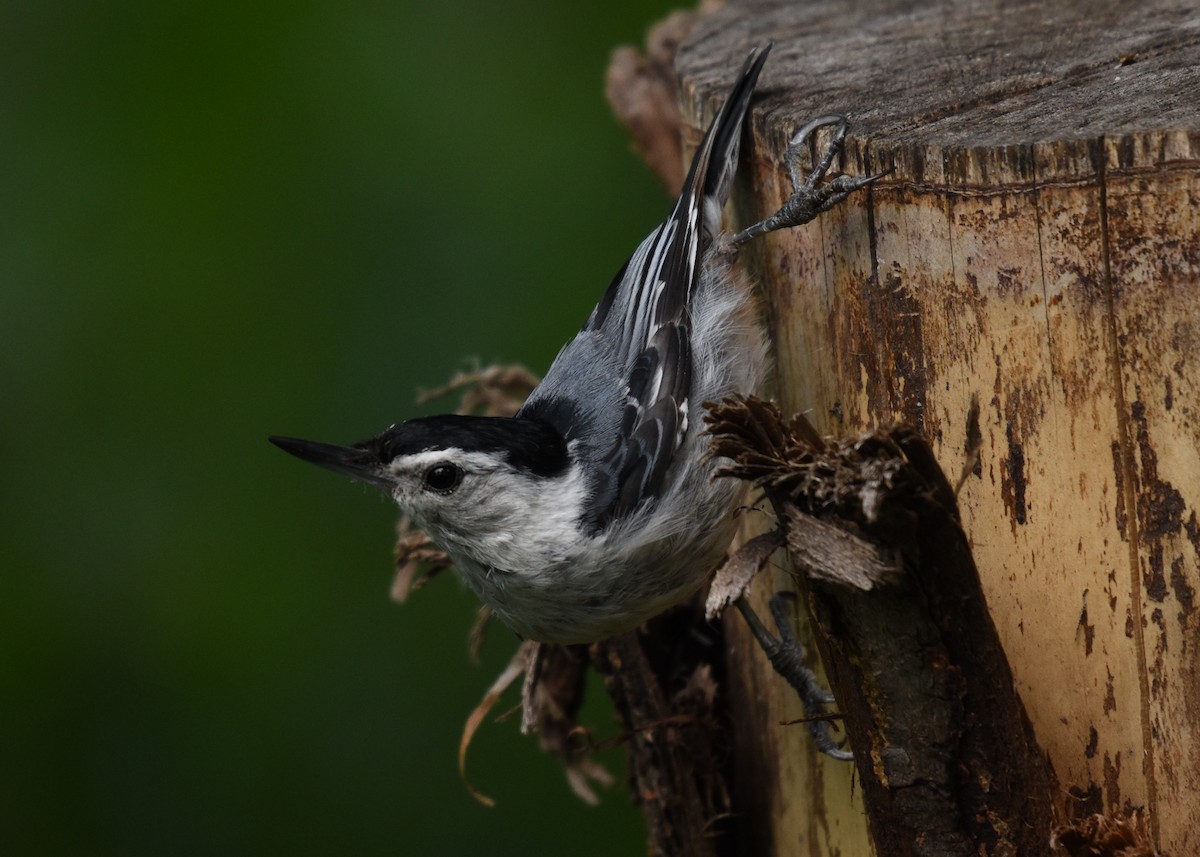 White-breasted Nuthatch - ML621101205