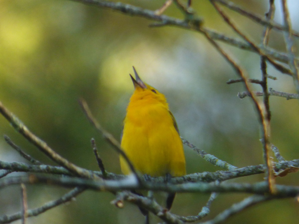 Prothonotary Warbler - ML621101208