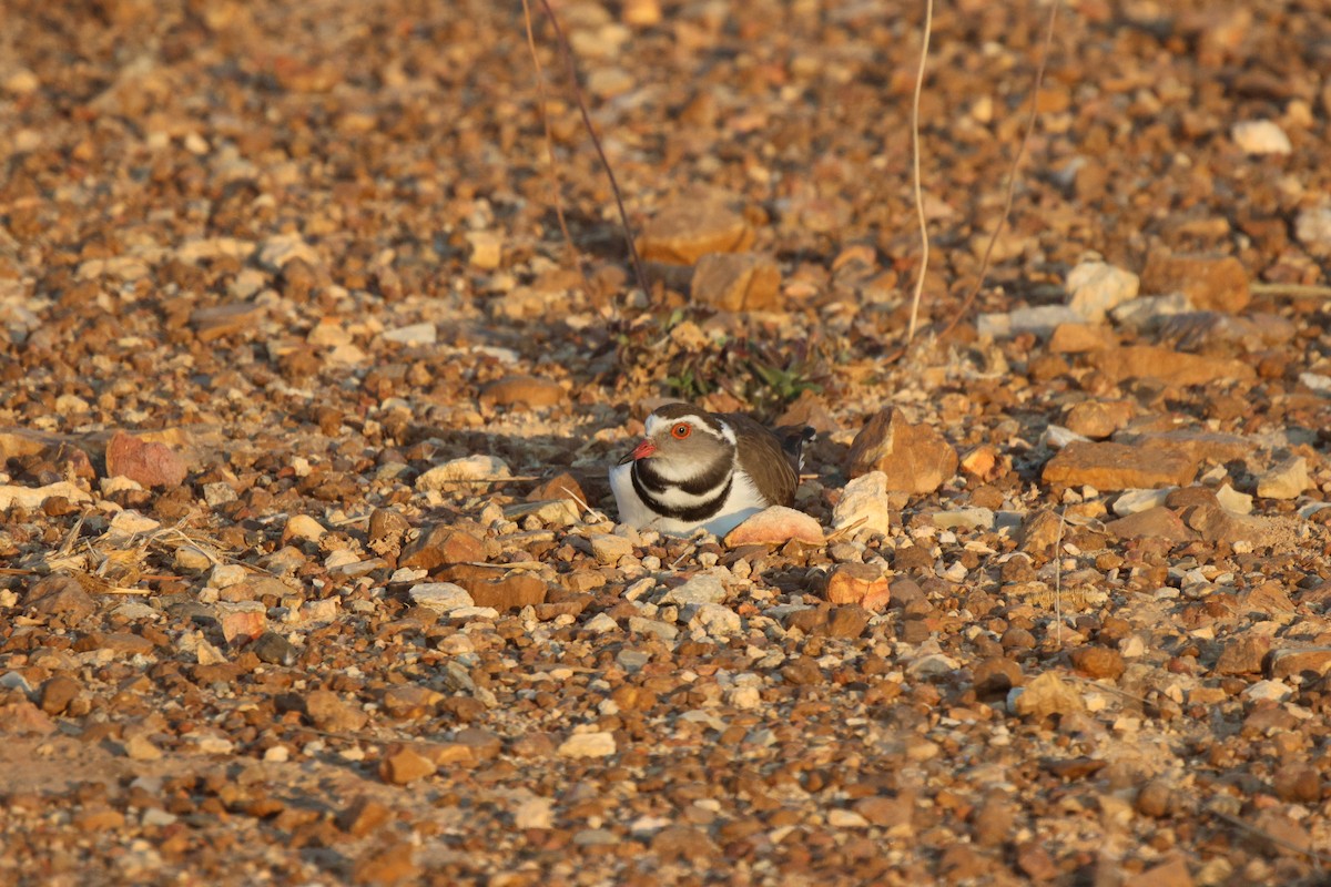 Three-banded Plover - ML621101250