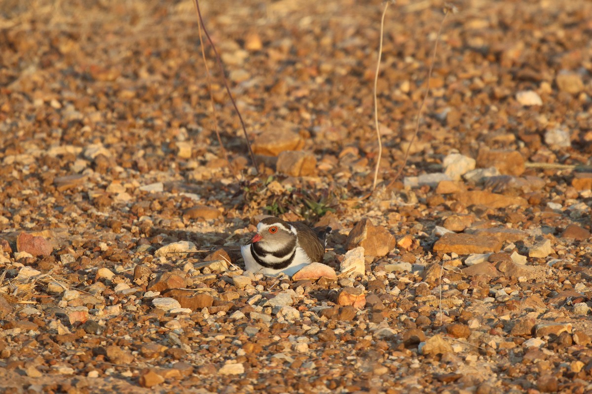 Three-banded Plover - ML621101251