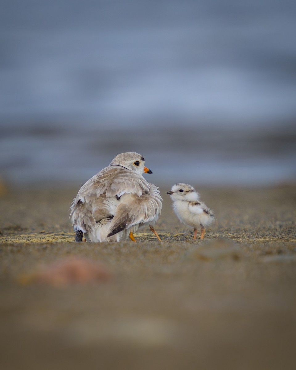 Piping Plover - ML621101255