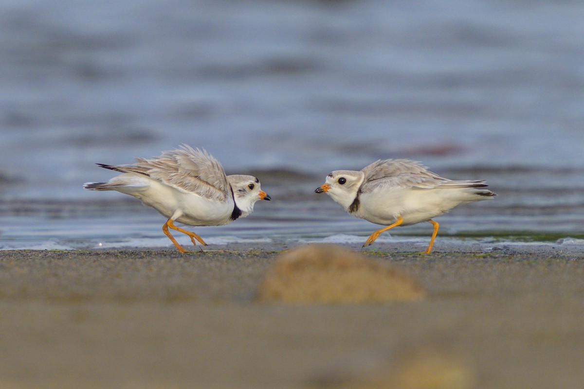 Piping Plover - ML621101256