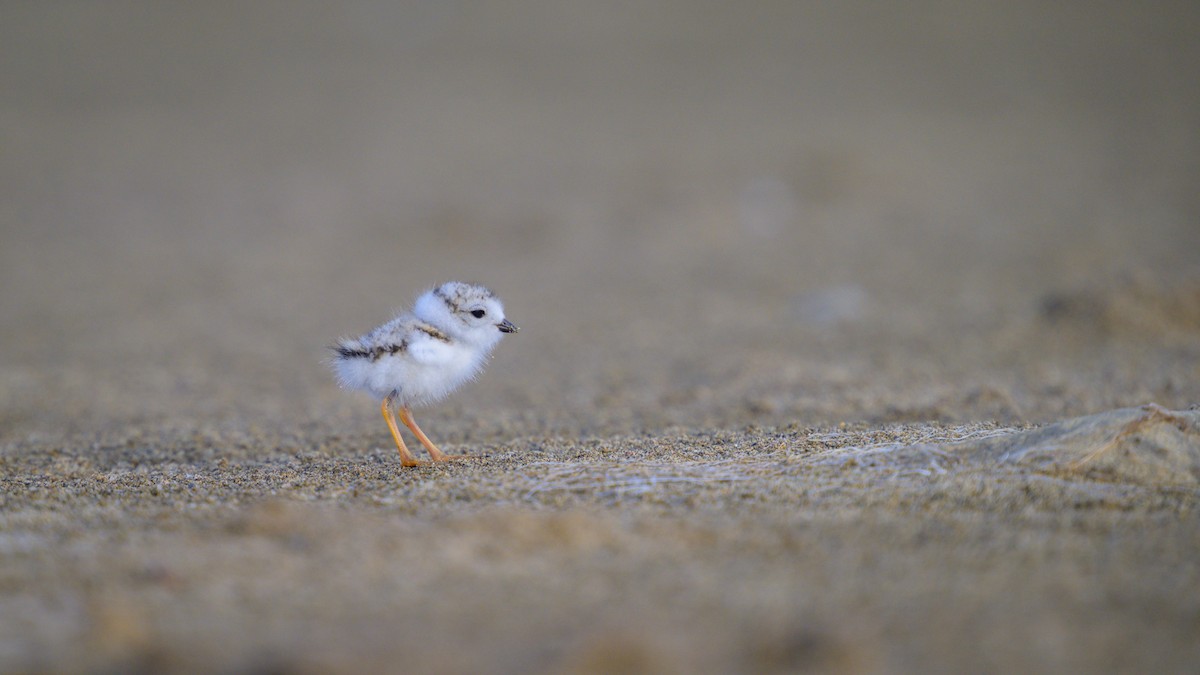 Piping Plover - ML621101257