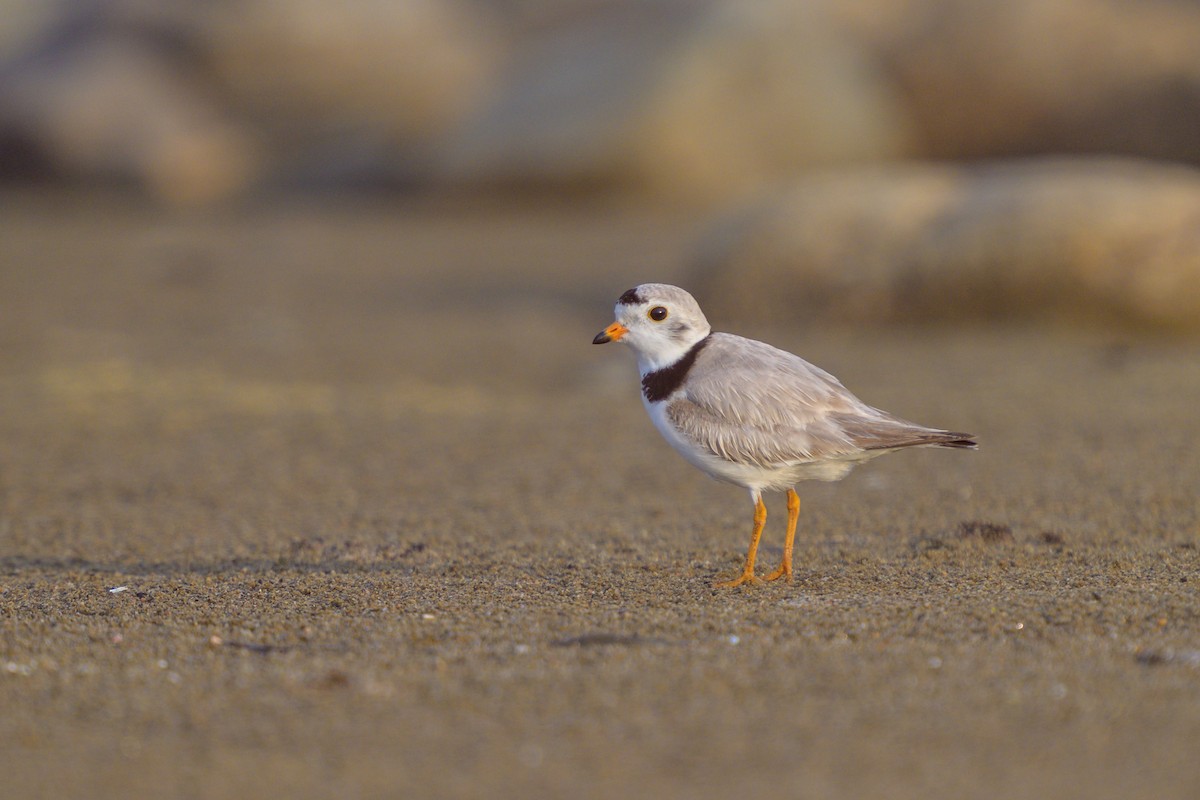 Piping Plover - ML621101258