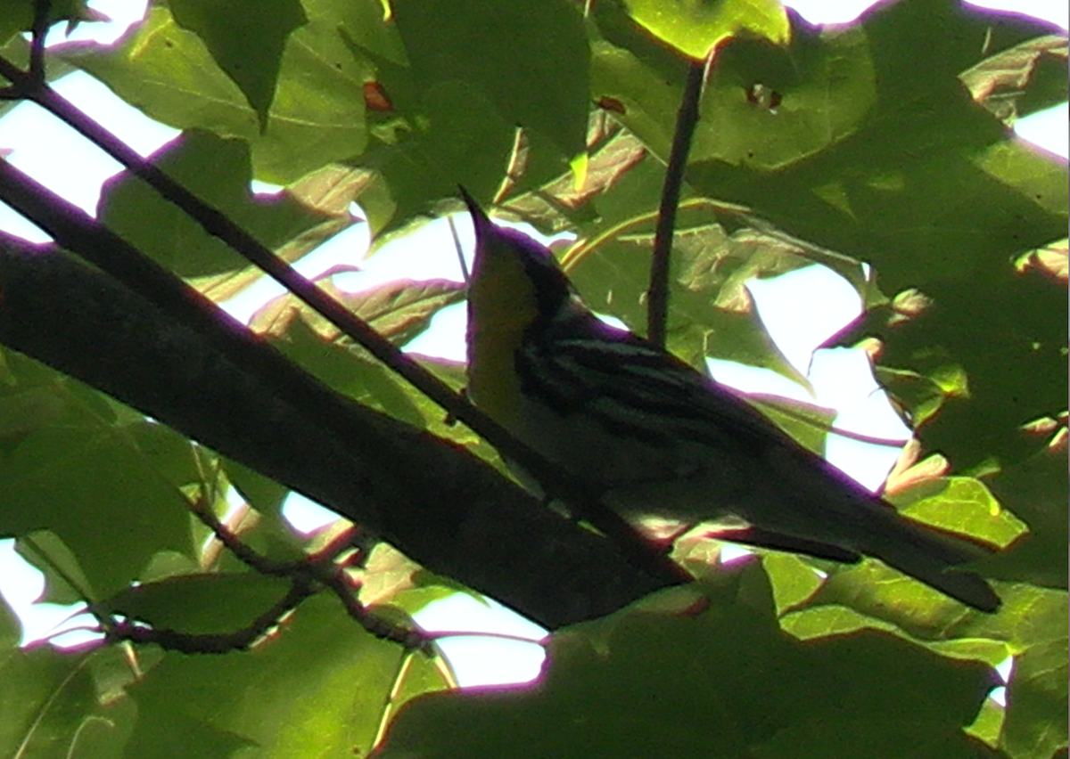 Yellow-throated Warbler - ML621101275