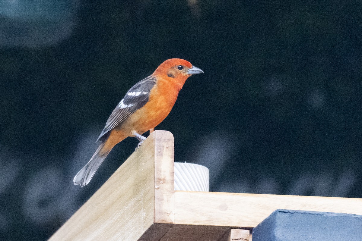 Flame-colored Tanager - ML621101288