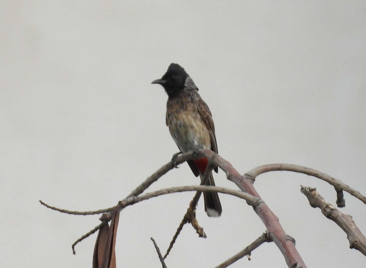 Red-vented Bulbul - ML621101308