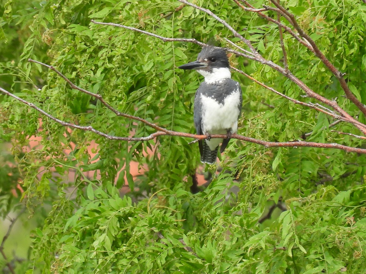 Belted Kingfisher - ML621101319