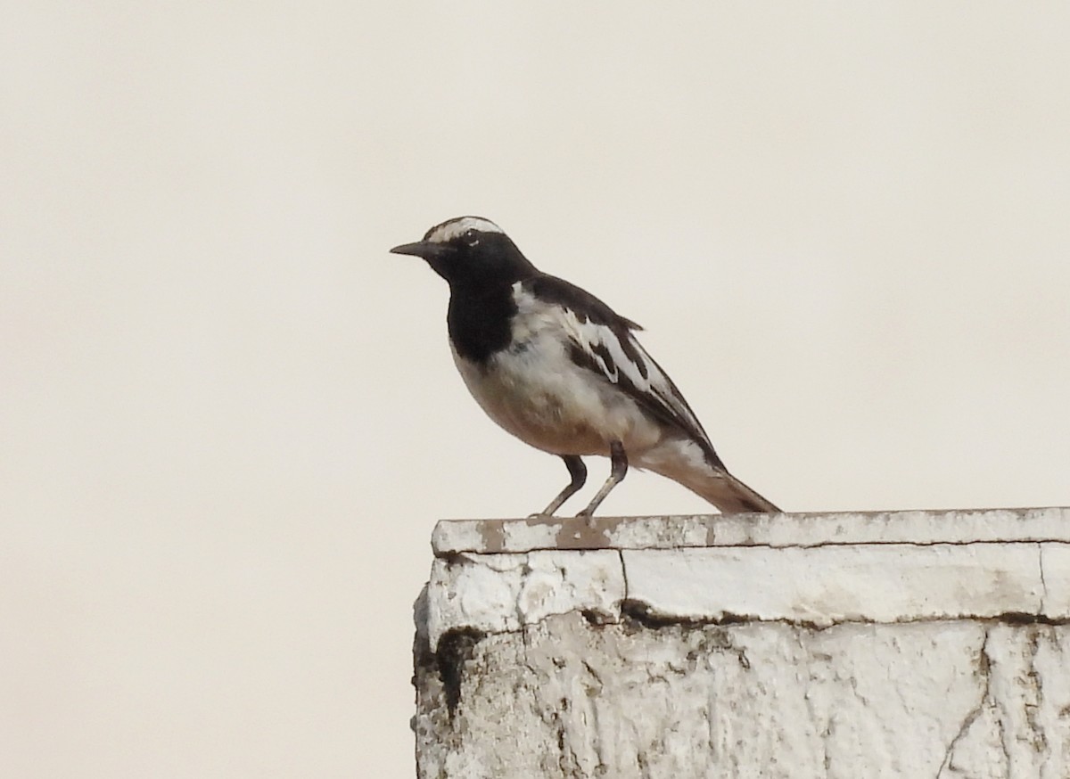 White-browed Wagtail - ML621101320
