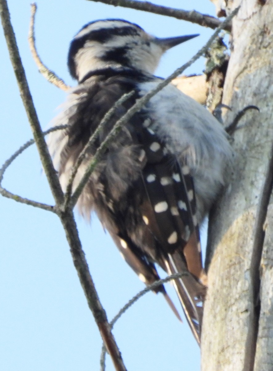 Hairy Woodpecker - ML621101321