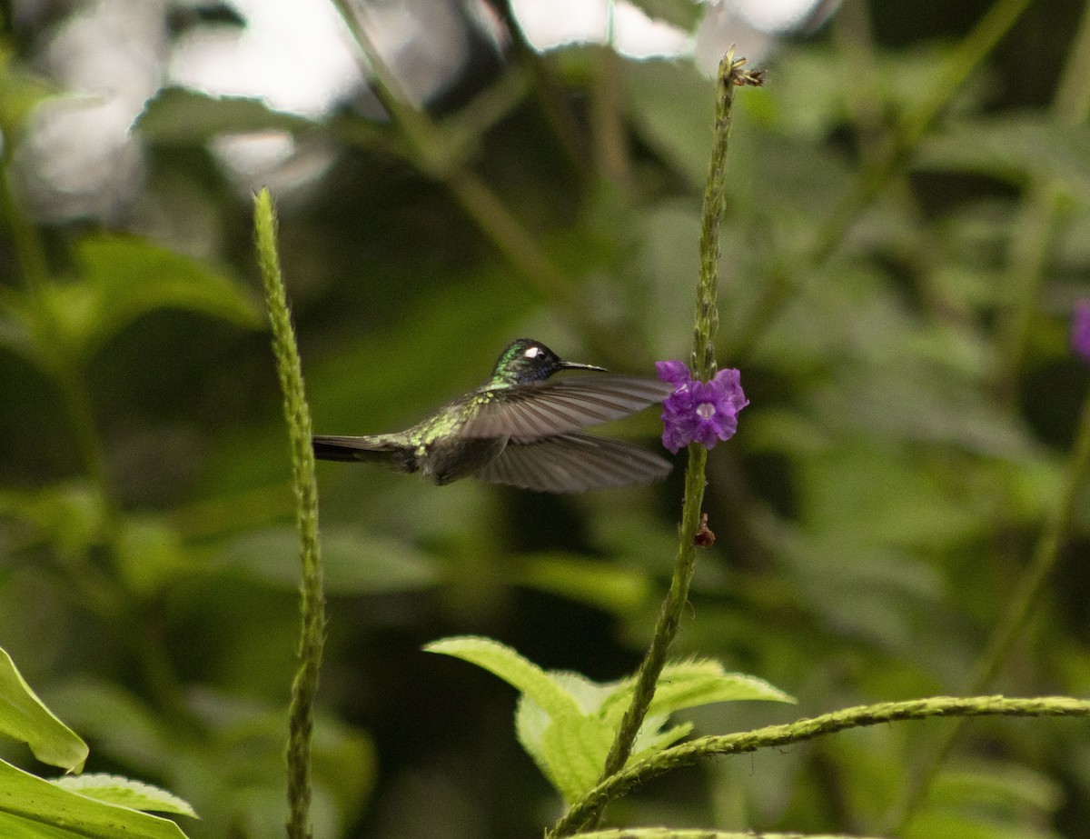 Violet-headed Hummingbird - ML621101323