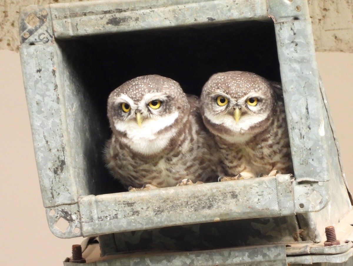 Spotted Owlet - ML621101326