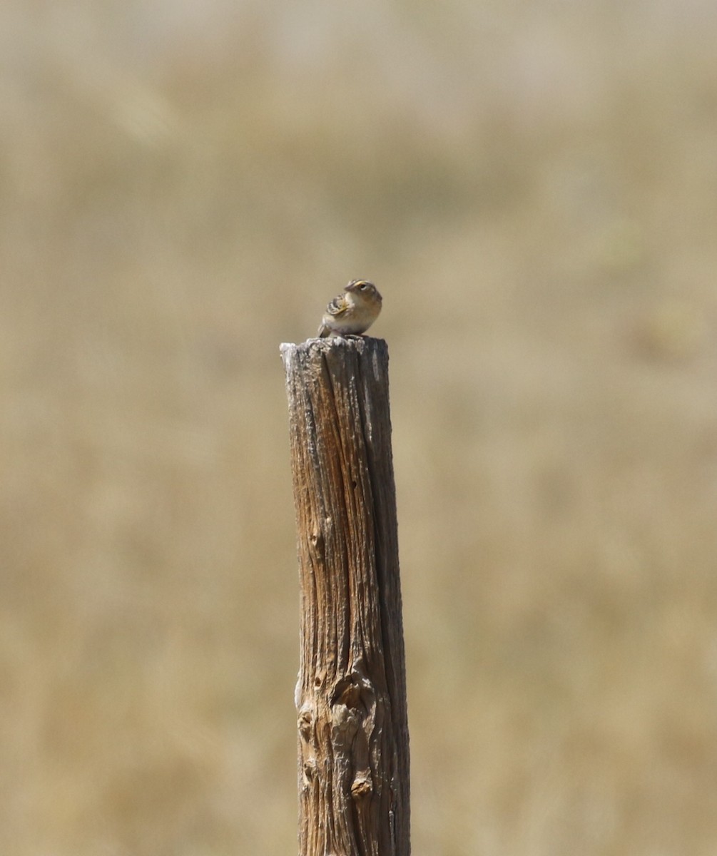 Grasshopper Sparrow - ML621101330