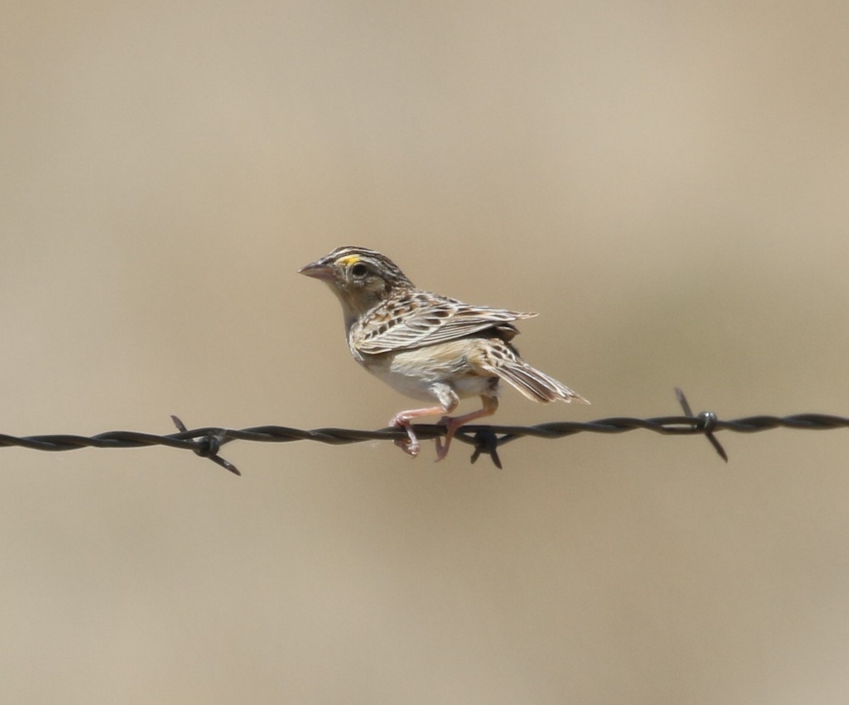 Grasshopper Sparrow - ML621101333